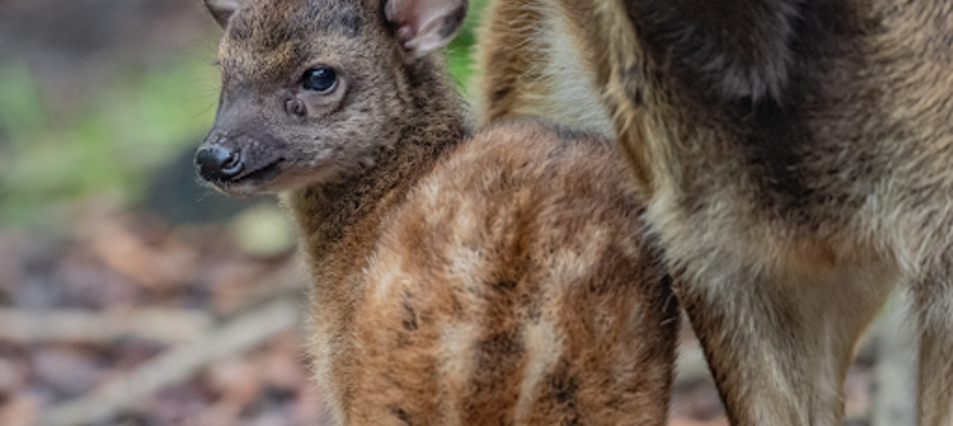 65495650a370f2888f6407fb_Alyssa Rossen