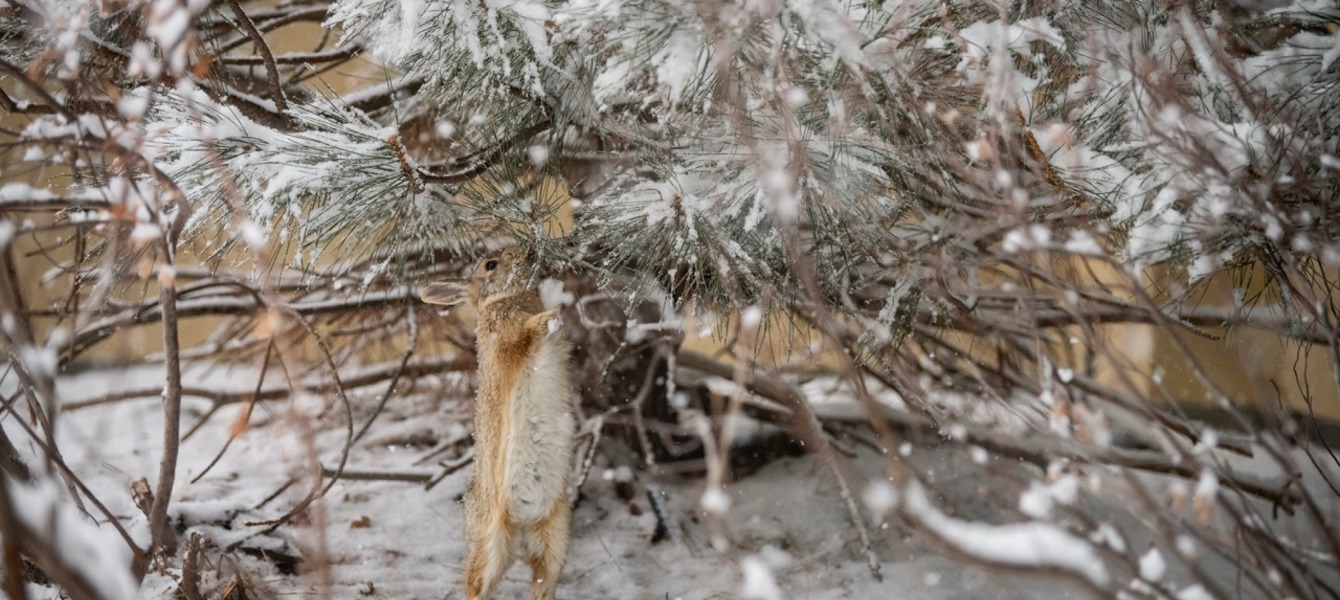 6862f72afbade8a724a17893_Kandel_Saturday_IC 2025-148 גדול